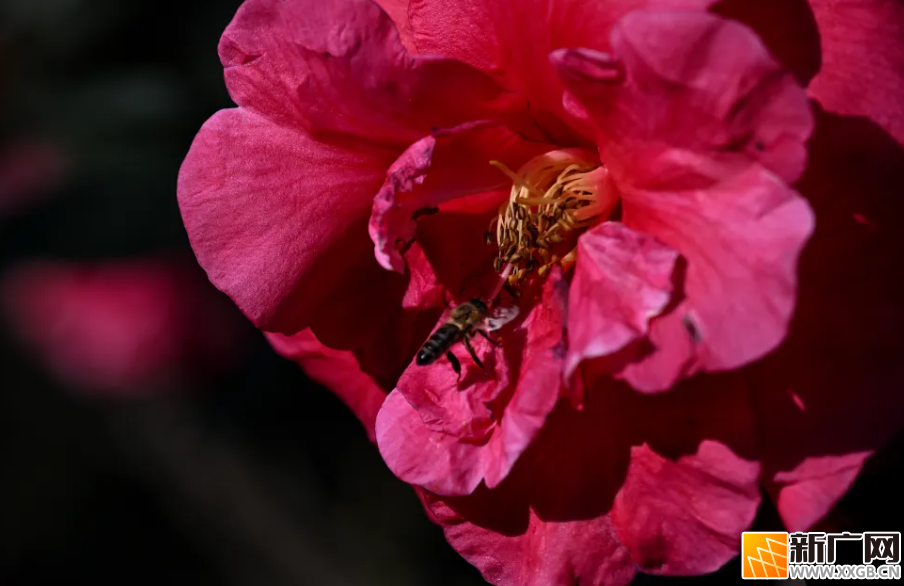 弥勒这里万株山茶花盛开！春节约起~