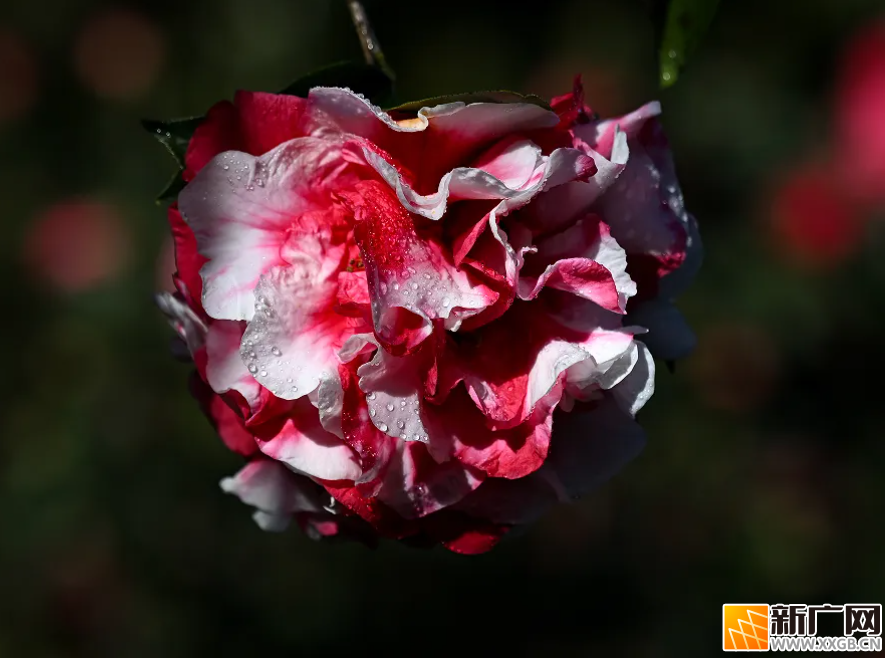 弥勒这里万株山茶花盛开！春节约起~