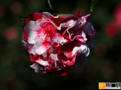 弥勒这里万株山茶花盛开！春节约起~