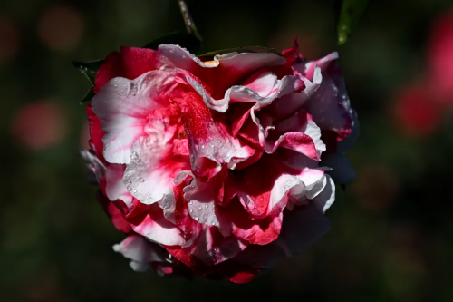 弥勒这里万株山茶花盛开！春节约起~