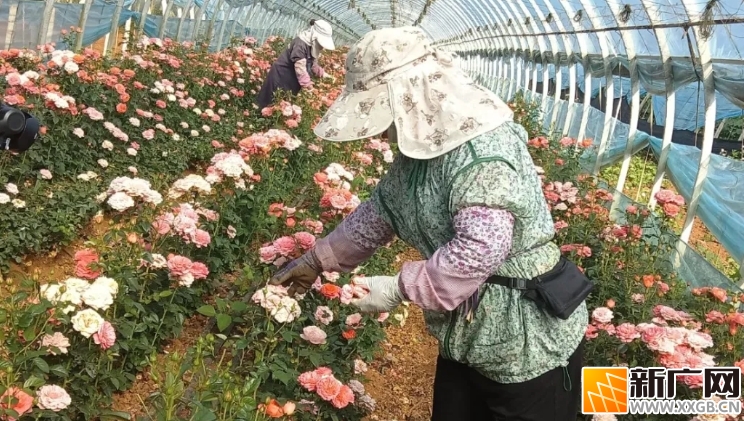 日均发货4万枝！蒙自玫瑰花变身春节抢手“年货”