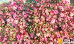 日均发货4万枝！蒙自玫瑰花变身春节抢手“年货”