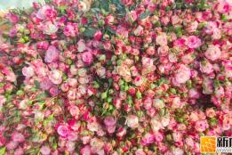 日均发货4万枝！蒙自玫瑰花变身春节抢手“年货”