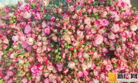 日均发货4万枝！蒙自玫瑰花变身春节抢手“年货”