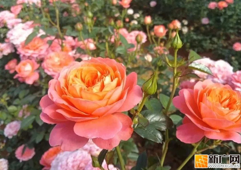 年产值破2800万元！蒙自玫瑰够香