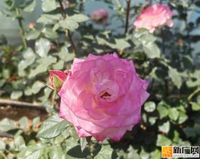 年产值破2800万元！蒙自玫瑰够香