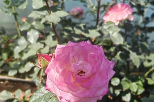 年产值破2800万元！蒙自玫瑰够香