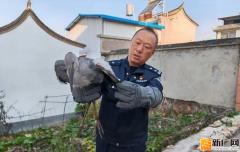 石屏警方除夕救助受伤钳嘴鹳