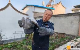 石屏警方除夕救助受伤钳嘴鹳