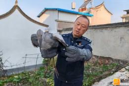 石屏警方除夕救助受伤钳嘴鹳