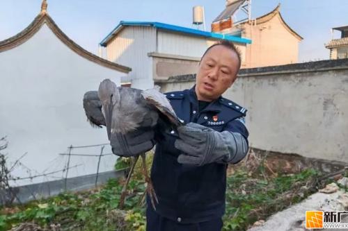 石屏警方除夕救助受伤钳嘴鹳