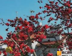 建水的正月初五，花香里的新春