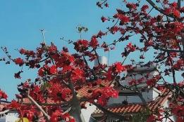 建水的正月初五，花香里的新春