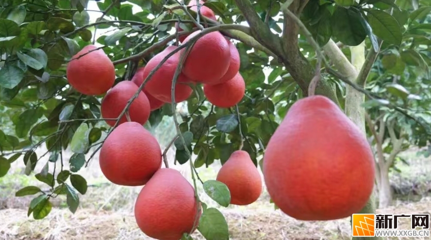 上新了！香水红柚在云南河口试种成功