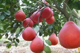 上新了！香水红柚在云南河口试种成功