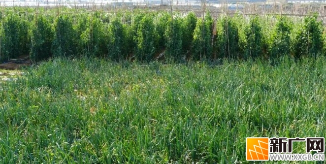 投入400余万元!建水马军村进村路全新通车,村民出行更舒心啦! 投入400余万元!建水马军村进村路全新通车,村民出行更舒心啦!