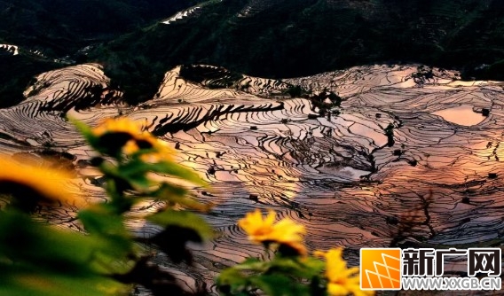 人气爆棚!元阳春节接待游客41.29万人次,创历史新高! 人气爆棚!元阳春节接待游客41.29万人次,创历史新高!