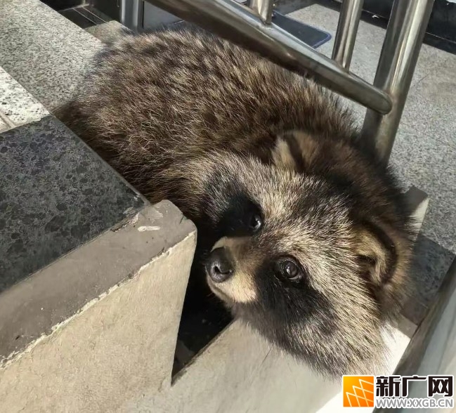 居民楼的“神秘来客”竟是国家二级保护动物！
