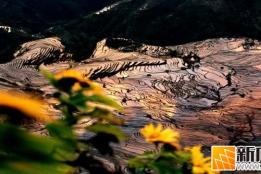 人气爆棚！元阳春节接待游客41.29万人次，创历史新高！