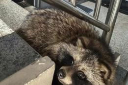 居民楼的“神秘来客”竟是国家二级保护动物！