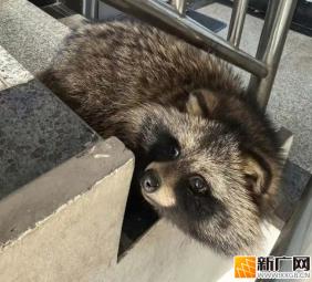 居民楼的“神秘来客”竟是国家二级保护动物！