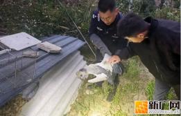 救助国家三有保护动物钳嘴鹳