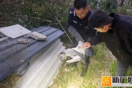 救助国家三有保护动物钳嘴鹳