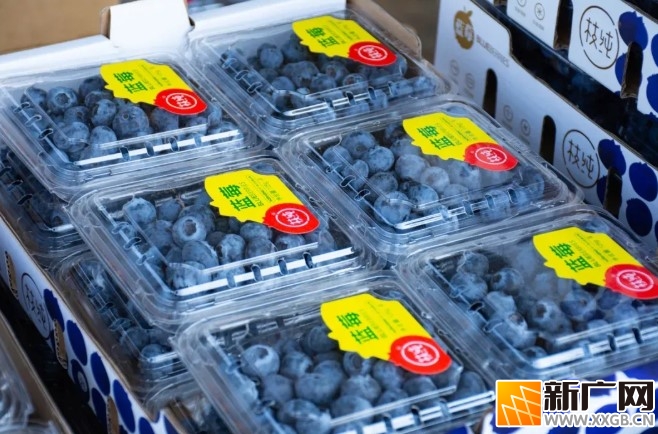 “蓝胖子”的逆袭：红河蓝莓的致富密码