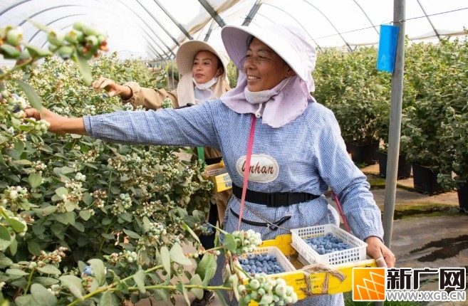 “蓝胖子”的逆袭：红河蓝莓的致富密码