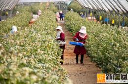 “蓝胖子”的逆袭：红河蓝莓的致富密码