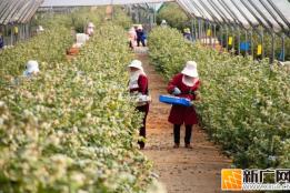 “蓝胖子”的逆袭：红河蓝莓的致富密码