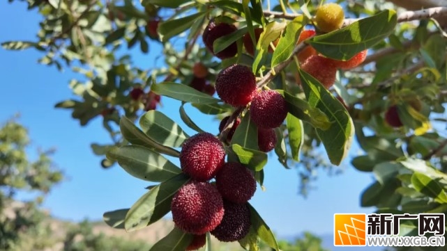 石屏杨梅，熟了！