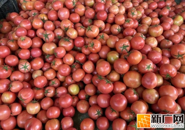 龙武镇育英村：西红柿迎丰收，小产业绘就致富新画卷