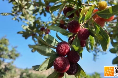 石屏杨梅，熟了！