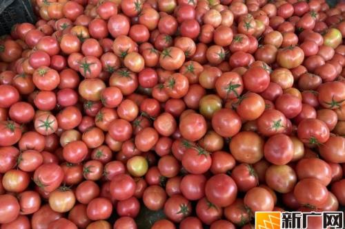 龙武镇育英村：西红柿迎丰收，小产业绘就致富新画卷