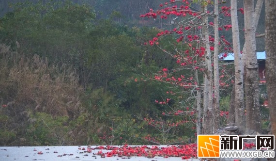 河口的春，是木棉花点燃的红