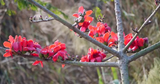 河口的春，是木棉花点燃的红