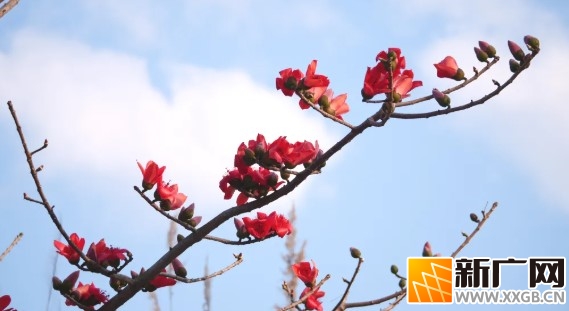 河口的春，是木棉花点燃的红