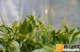 石屏新城乡：春日甜菜上市，特色产业赋能乡村振兴