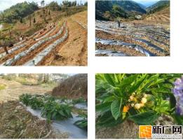 牛孔镇：春耕正当时，人参果产业绘就乡村振兴新图景