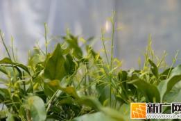 石屏新城乡：春日甜菜上市，特色产业赋能乡村振兴