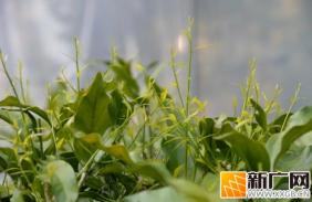 石屏新城乡：春日甜菜上市，特色产业赋能乡村振兴