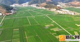 立春过后，石屏异龙湖畔冬马铃薯绿意盎然迎丰收