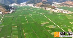 立春过后，石屏异龙湖畔冬马铃薯绿意盎然迎丰收