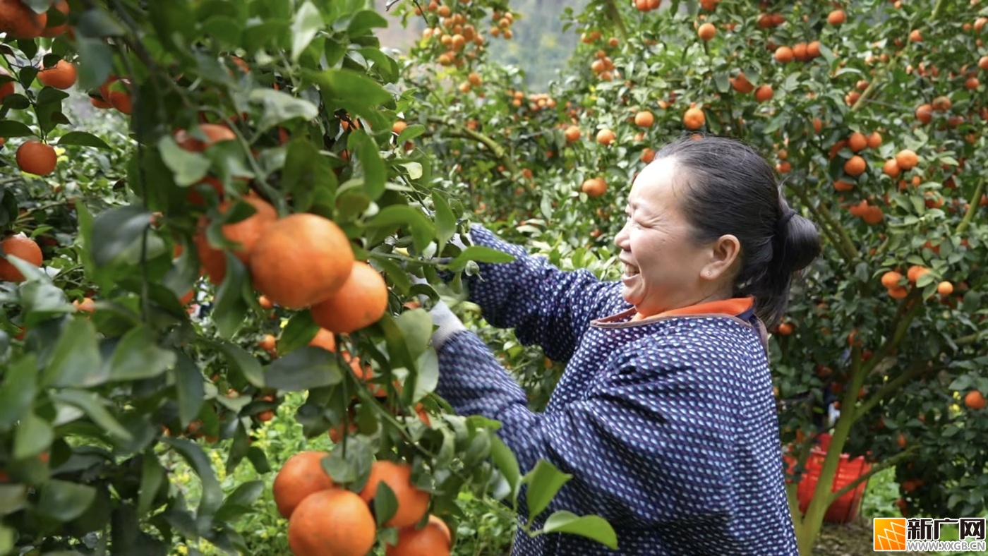 云南富宁县那能乡弄亭村砂糖桔种植基地迎来丰收