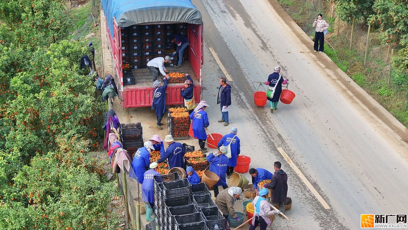 云南富宁县那能乡弄亭村砂糖桔种植基地迎来丰收