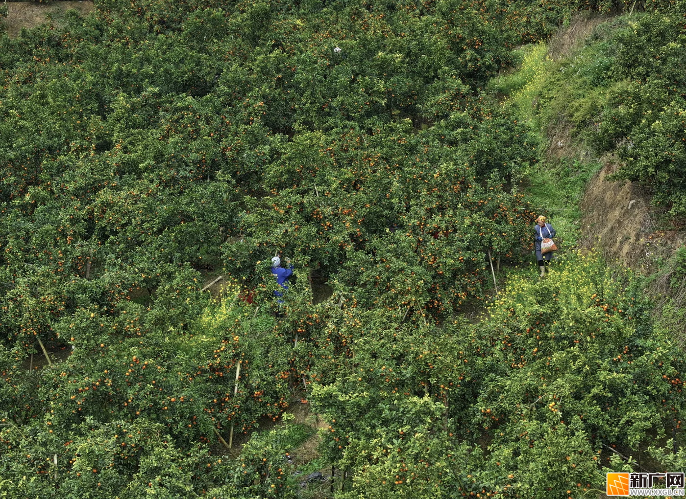 云南富宁县那能乡弄亭村砂糖桔种植基地迎来丰收