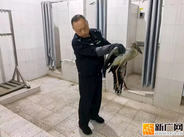 学生发现受伤“大鸟”  民警深夜前往救助