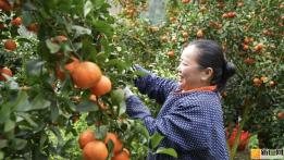 云南富宁县那能乡弄亭村砂糖桔种植基地迎来丰收