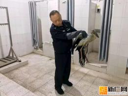 学生发现受伤“大鸟”  民警深夜前往救助